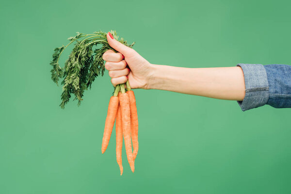 cropped view of woman holding bundle of carrots in hand isolated on green