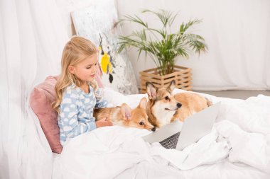 cute child lying in bed with corgi dogs and using laptop at home clipart
