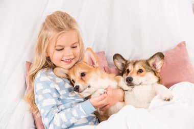 adorable child lying in bed and hugging pembroke welsh corgi dogs at home clipart