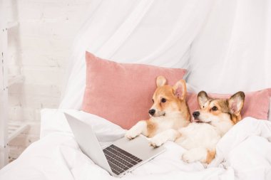 pembroke welsh corgi dogs lying in bed with laptop at home clipart