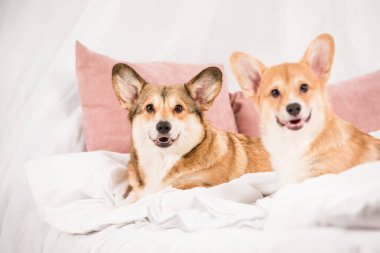 yatakta yatan ve evde kameraya bakarak çok güzel Galce corgi köpek