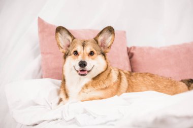 çok güzel pembroke welsh evde yatakta yatarken corgi