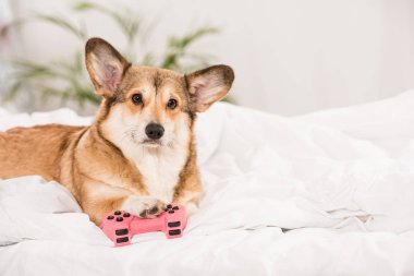 çok güzel Galce corgi pembe joystick ile evde yatakta yatarken