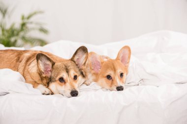 yatakta yatan ve evde kameraya bakarak çok güzel Galce corgi köpek