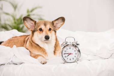 çok güzel pembroke welsh çalar saat ile evde yatakta yatarken corgi