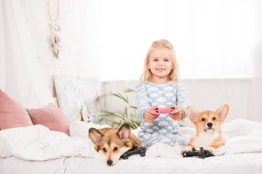pembroke welsh corgi köpek yatakta oturup, oyun çubuğu tutan ve video oyun evde oynarken çok güzel çocuk