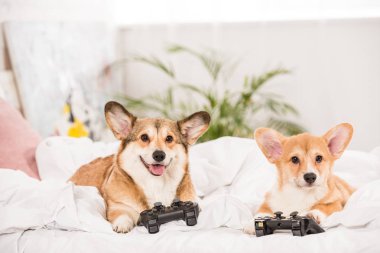 komik pembroke Galce corgi köpek evde joystick ile yatakta yalan