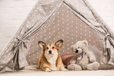şirin Galce corgi köpek wigwam oyuncak ayı evde ile yatan