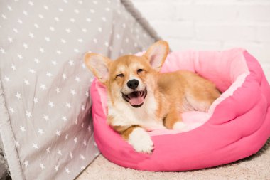 çok güzel pembroke Galce corgi köpek yumuşak evde beslenen hayvan evde evde yalan