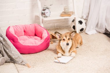 Defter ve kalem evde yatarken şirin pembroke Galce corgi köpek