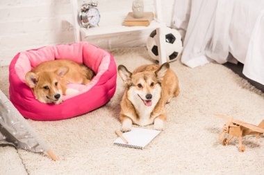 çok güzel Galce corgi köpek yumuşak evde beslenen hayvan ev ve tüylü halı evde istirahat