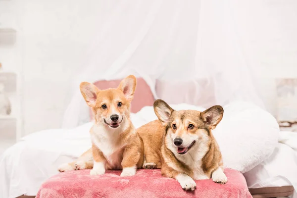 自宅のベッドで横になっている愛らしいペンブローク ウェルシュ コーギー犬 — ストック写真