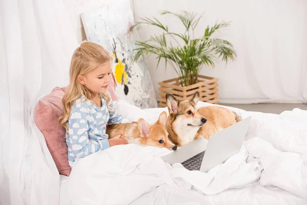 Cute Child Lying Bed Corgi Dogs Using Laptop Home — Stock Photo, Image