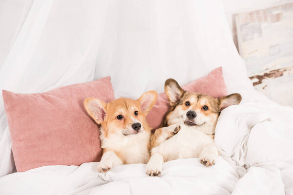 смешные пемброк валлийских корги собак, лежащих в постели дома

