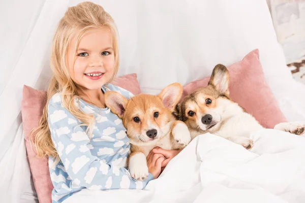 smiling child lying in bed with pembroke welsh corgi dogs and looking at camera