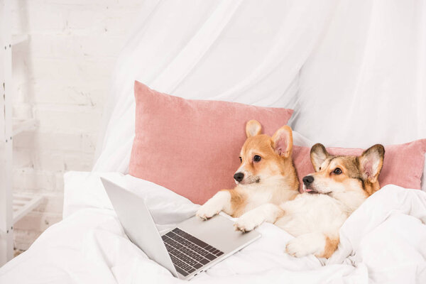 Пемброк валлийских корги собак, лежащих в постели с ноутбуком дома
