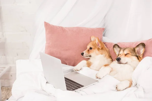 Niedliche Pembroke Walisischen Corgi Hunde Liegen Bett Mit Laptop Hause — Stockfoto