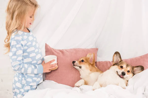 Bambino Possesso Tazza Guardando Pembroke Cani Corgi Gallesi Sdraiati Letto — Foto Stock