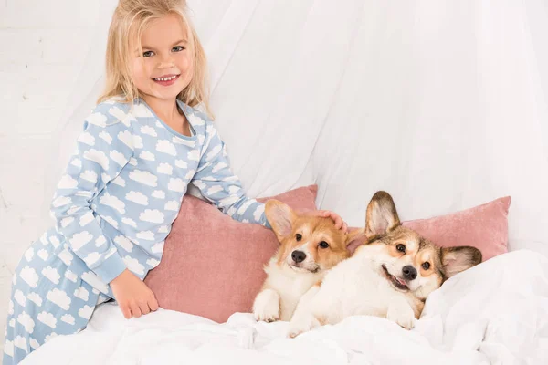 Adorable Child Looking Camera Stroking Pembroke Welsh Corgi Dogs Lying — Stock Photo, Image