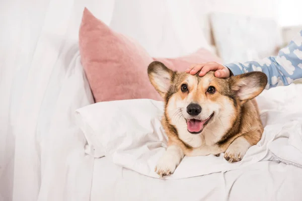 Cropped View Kid Stroking Welsh Corgi Lying Bed Home — Stock Photo, Image