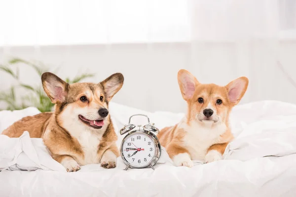 Lustige Pembroke Walisische Corgi Hunde Liegen Hause Mit Wecker Bett — Stockfoto