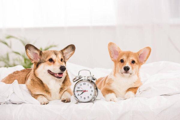 funny pembroke welsh corgi dogs lying in bed with alarm clock at home