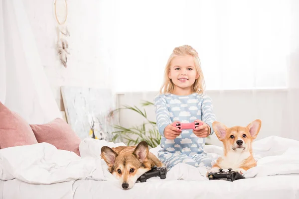愛らしい子ペンブローク ウェルシュ コーギー犬とベッドの上に座って ジョイスティックを保持して 自宅でビデオ ゲームをプレイ — ストック写真