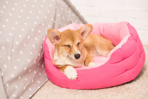 可爱的彭布罗克威尔士科尔吉狗躺在柔软的宠物屋在家里 — 图库照片