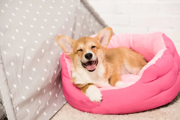 Pembroke Well Corgi Anjing Menggemaskan Berbaring Rumah Hewan Peliharaan Lembut — Stok Foto