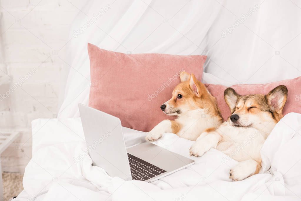 cute pembroke welsh corgi dogs lying in bed with laptop at home