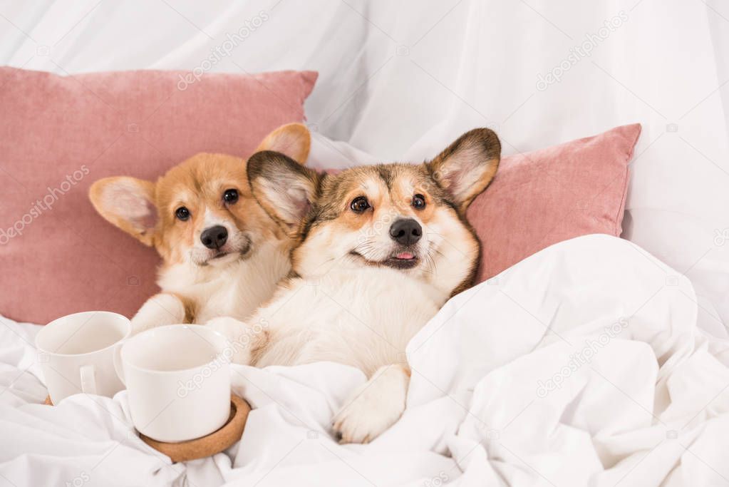 pembroke welsh corgi dogs lying in bed with white cups at home