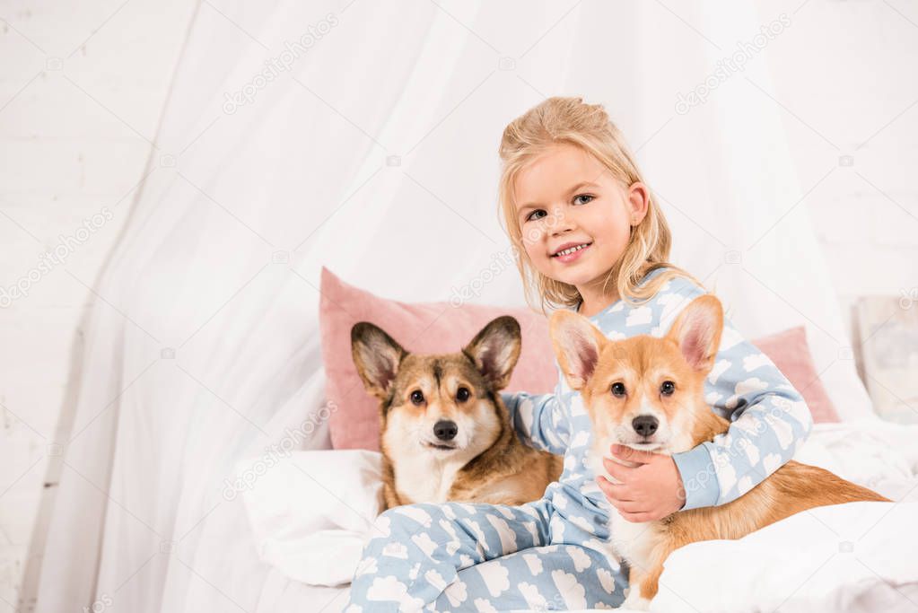 child sitting on bed with pembroke welsh corgi dogs and looking at camera at home