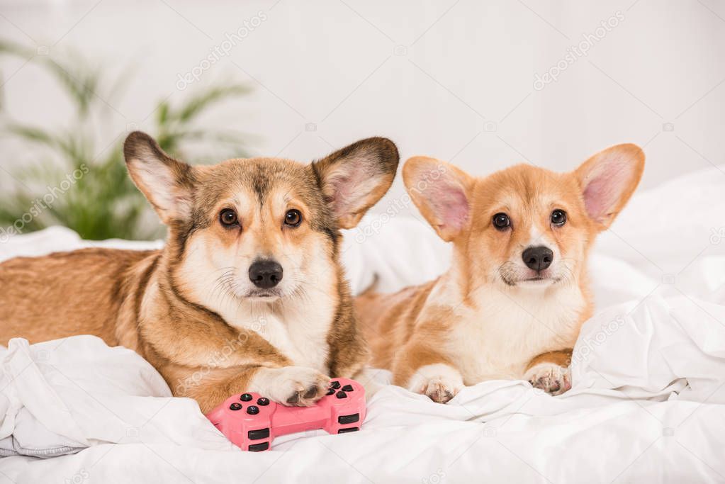 adorable welsh corgi dogs lying in bed with joystick at home