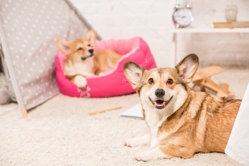 cute pembroke welsh corgi dogs resting in soft pet house and on fluffy rug at home