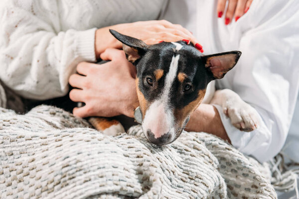 Partial view of couple stroking funny dog