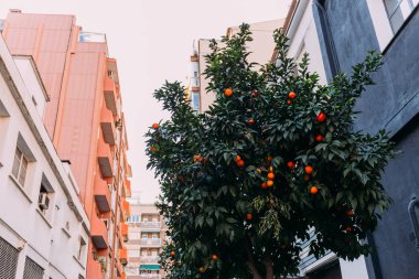 urban scene with orange tree and multicolored houses, barcelona, spain clipart