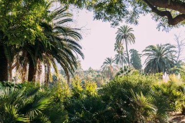 uzun boylu yeşil palmiye ağaçları ve çalılar parc de la ciutadella, barcelona, İspanya