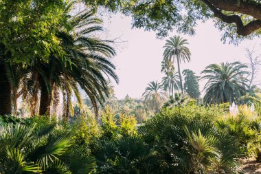 tall green palm trees and bushes in parc de la ciutadella, barcelona, spain clipart