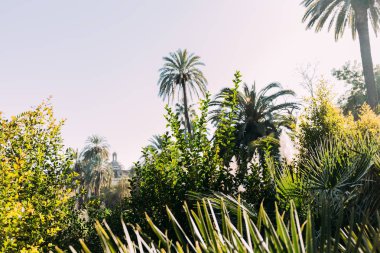 lush plants and bushes in parc de la ciutadella, barcelona, spain clipart