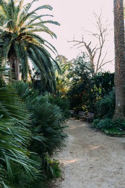 green trees and bushes, bunches and walking path in parc de la ciutadella, barcelona, spain clipart