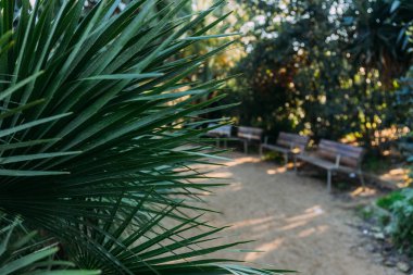 selective focus of green palm leaves in parc de la ciutadella, barcelona, spain clipart