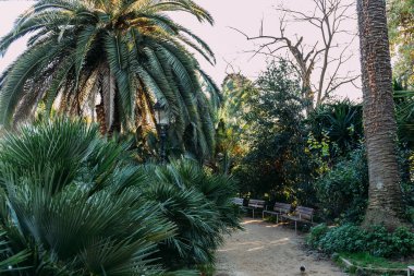 green trees and bushes, bunches and walking path in parc de la ciutadella, barcelona, spain clipart