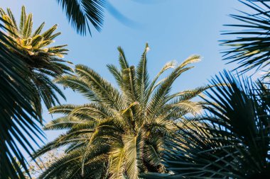 green palm trees on blue sky background in parc de la ciutadella, barcelona, spain clipart