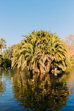 beautiful park lake and lush palm trees in parc de la ciutadella, barcelona, spain clipart