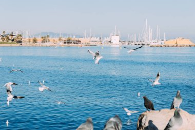 BARCELONA, SPAIN - DECEMBER 28, 2018: pigeons sitting on rocks and seagulls flying over blue sea clipart