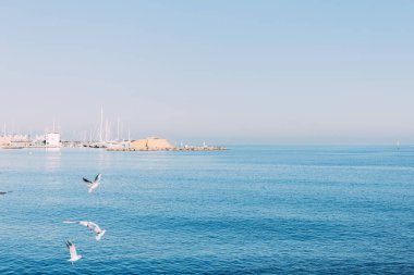 BARCELONA, SPAIN - DECEMBER 28, 2018: scenic view of tranquil blue sea with flying seagulls clipart