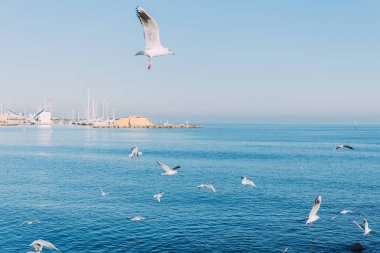 BARCELONA, SPAIN - DECEMBER 28, 2018: white seagulls flying over blue sea clipart