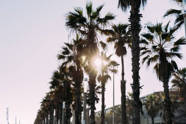 kentsel sahne ile düz uzun palmiye ağaçları, barcelona, İspanya