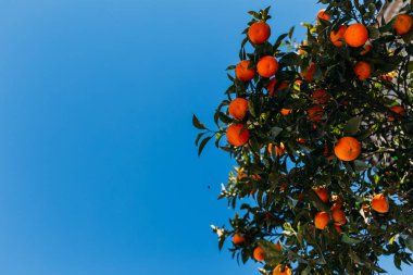 green orange tree branches with oranges, barcelona, spain clipart