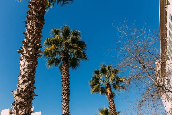 青い空を背景 バルセロナ スペインで背の高い緑豊かなヤシの木 — ストック写真